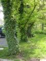 Verde - Alberi: La Segnalazione di un Cittadino
