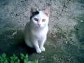 Storia di Crudelt: I Gatti di Borgo San Giovanni